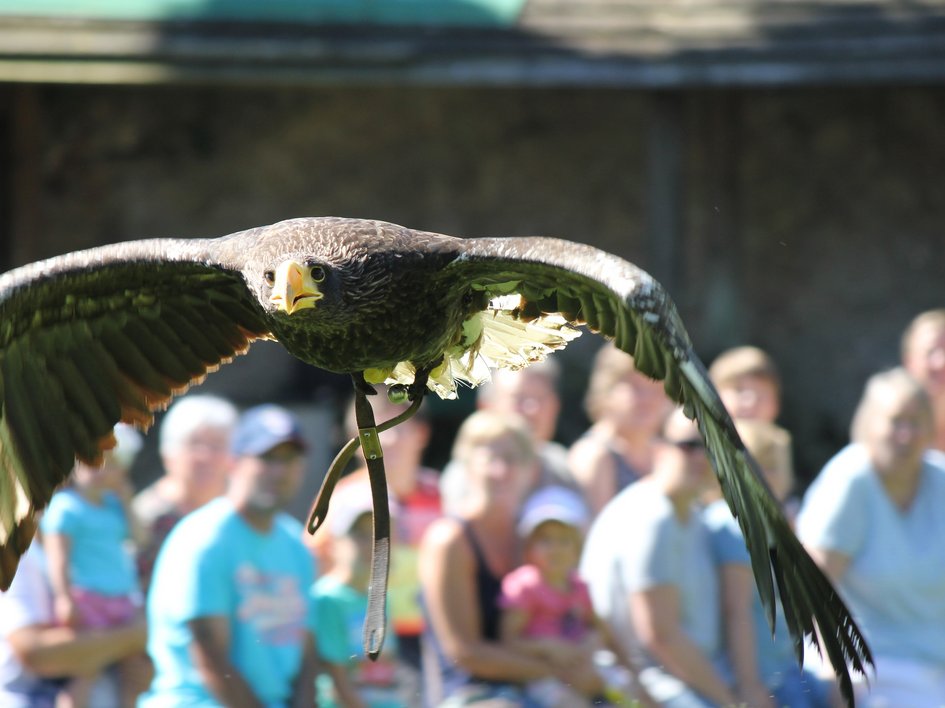 Wandern in der Oberpfalz: Aktiv in der Natur Greifvogel fliegt vor einer Zuschauergruppe bei einer Vogelshow
