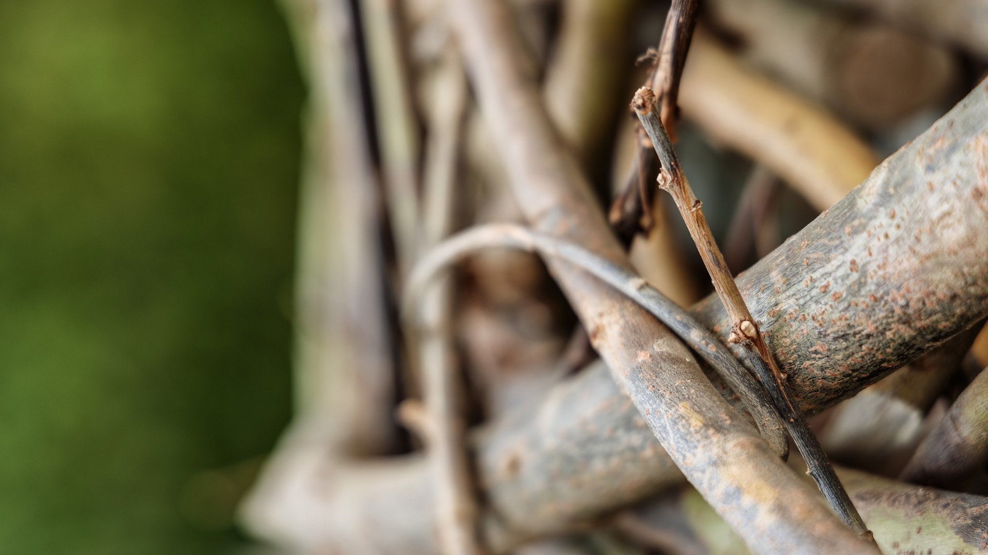 Entspannung in der Oberpfalz: Garten & Ruheräume Nahaufnahme von ineinander verschlungenen Ästen vor grünem Hintergrund