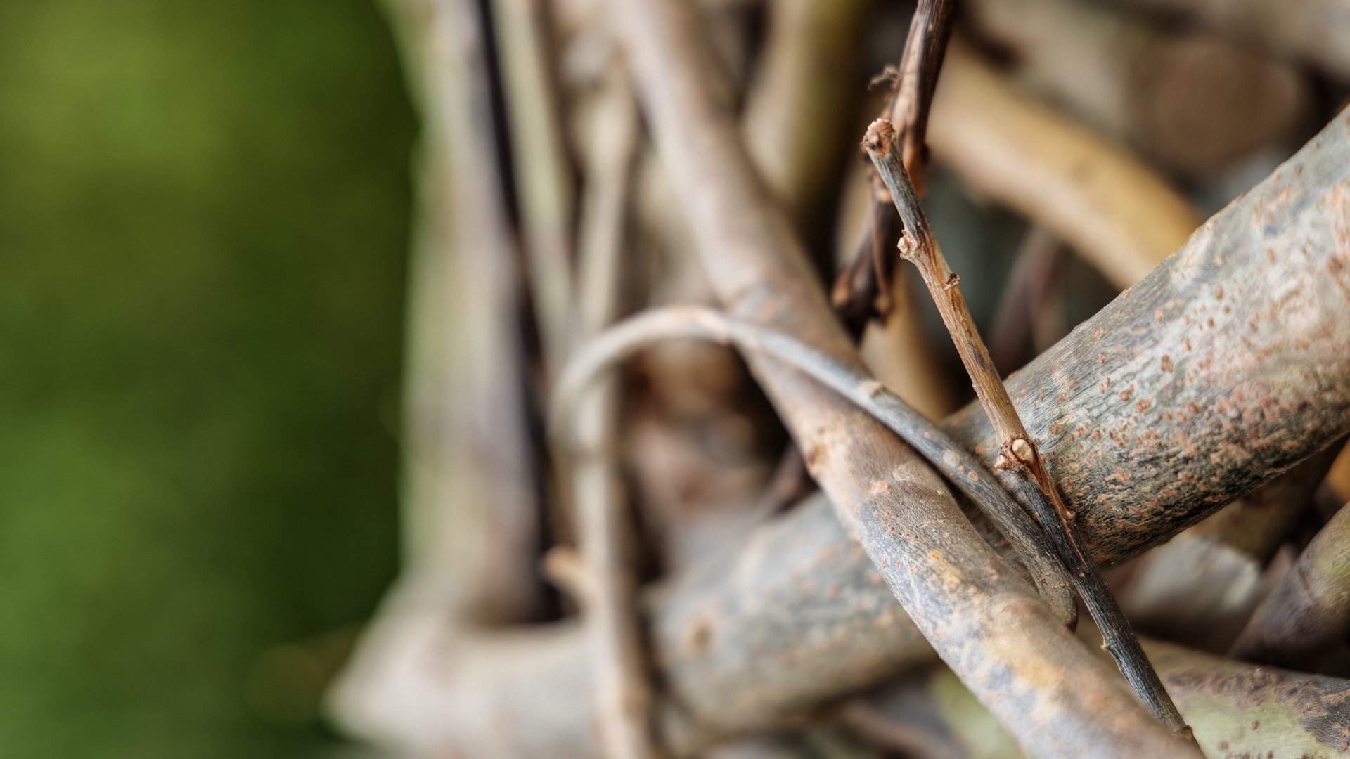 Entspannung in der Oberpfalz: Garten & Ruheräume Nahaufnahme von ineinander verschlungenen Ästen vor grünem Hintergrund