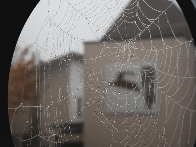 Romantik Hotel Hirschen: Bildergalerie Spinnennetz mit Tautropfen vor unscharfem Gebäude im Hintergrund