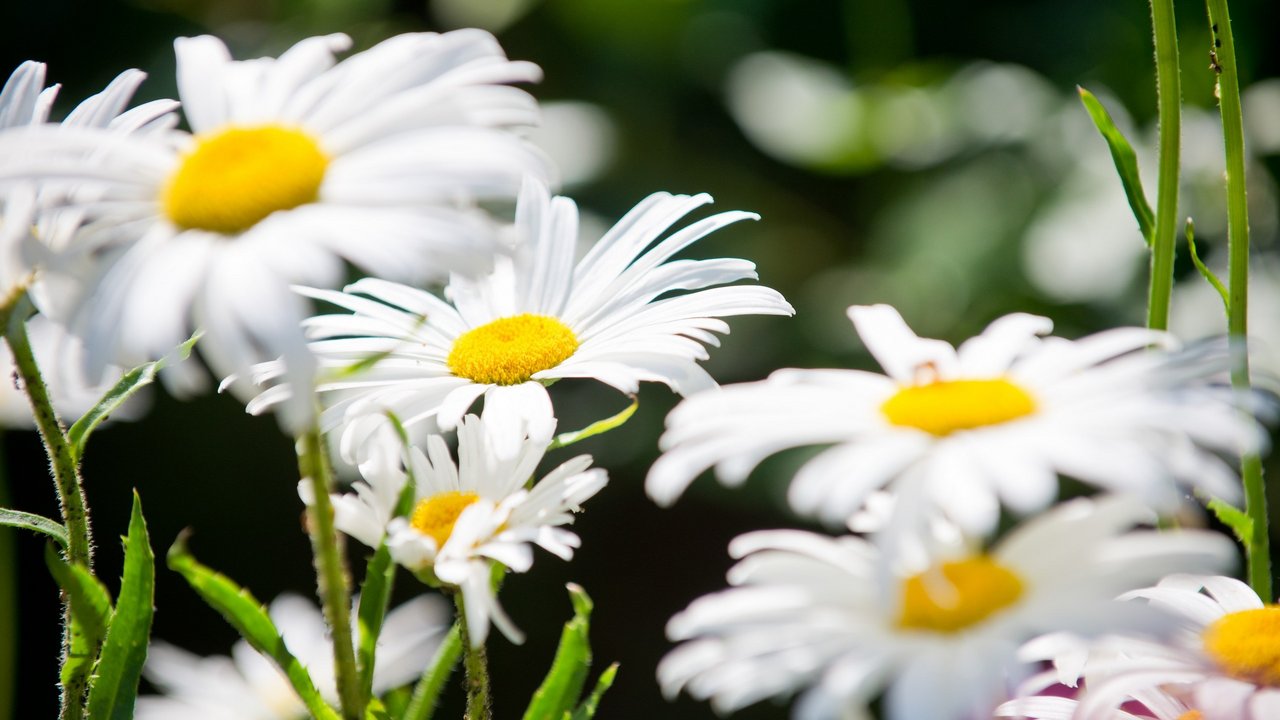 Cleanliness & hygiene at Romantik Hotel Hirschen White daisies with yellow centers in sunlight