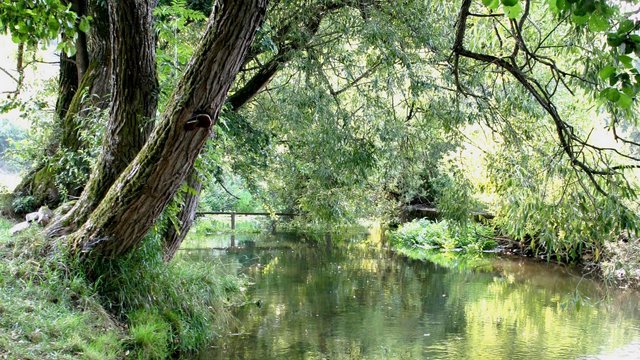 Romantik Hotel Hirschen: Blog Fluss mit Bäumen und grüner Vegetation im Sonnenlicht