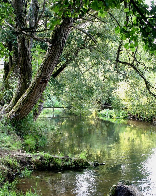 Hotels in Regensburg und Umgebung: kultur-trächtig! Fluss mit Bäumen und grüner Vegetation im Sonnenlicht