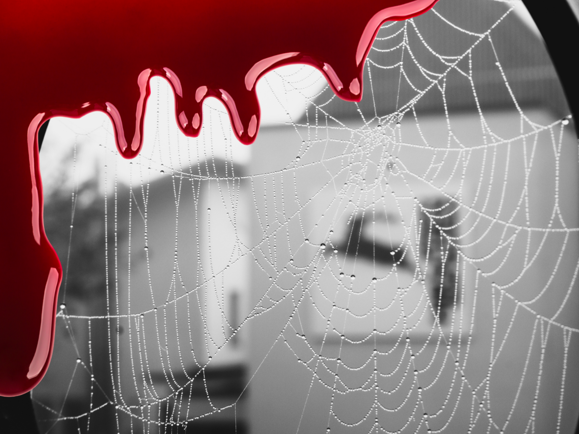Events & Culinary Experiences in Parsberg Droplets on spider web with red liquid dripping from top