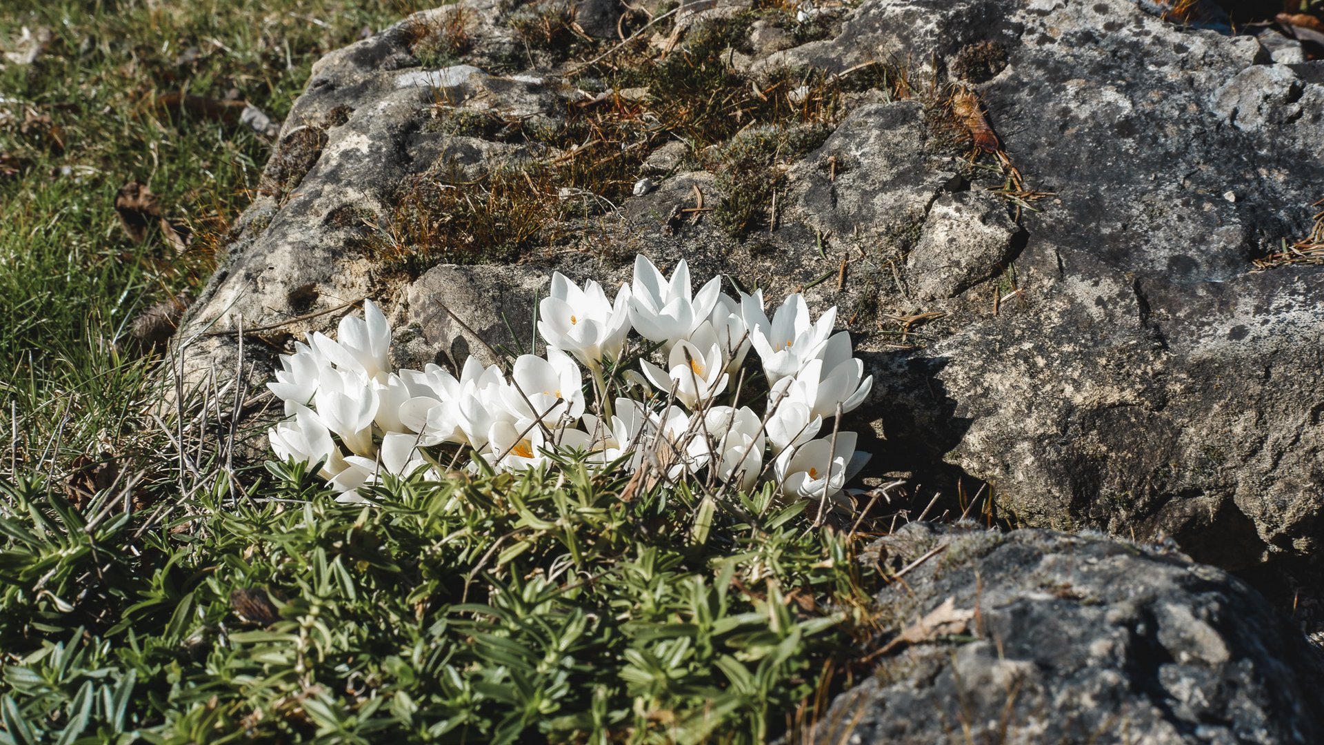 Wandern in der Oberpfalz: Aktiv in der Natur Weiße Herbstzeitlosen wachsen zwischen Steinen und Gras