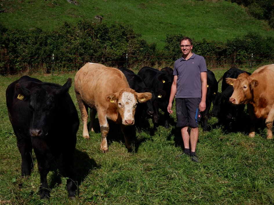 Nachhaltige Hotels in Deutschland gesucht? Mann steht auf grüner Weide mit mehreren Kühen bei sonnigem Wetter