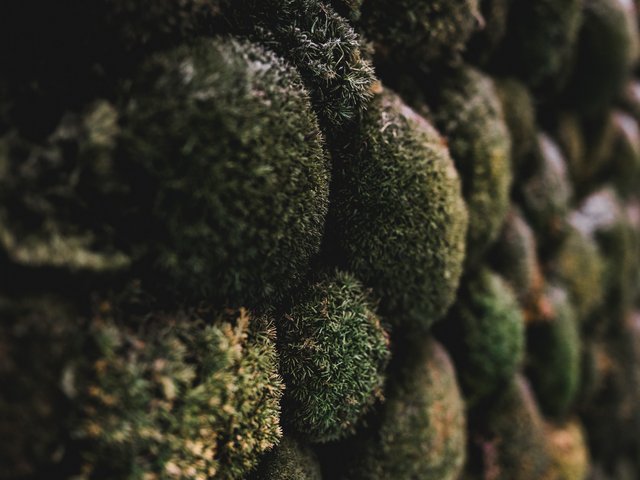 Romantik Hotel Hirschen: Bildergalerie Nahaufnahme von moosbedeckten Steinen auf einer natürlichen Oberfläche