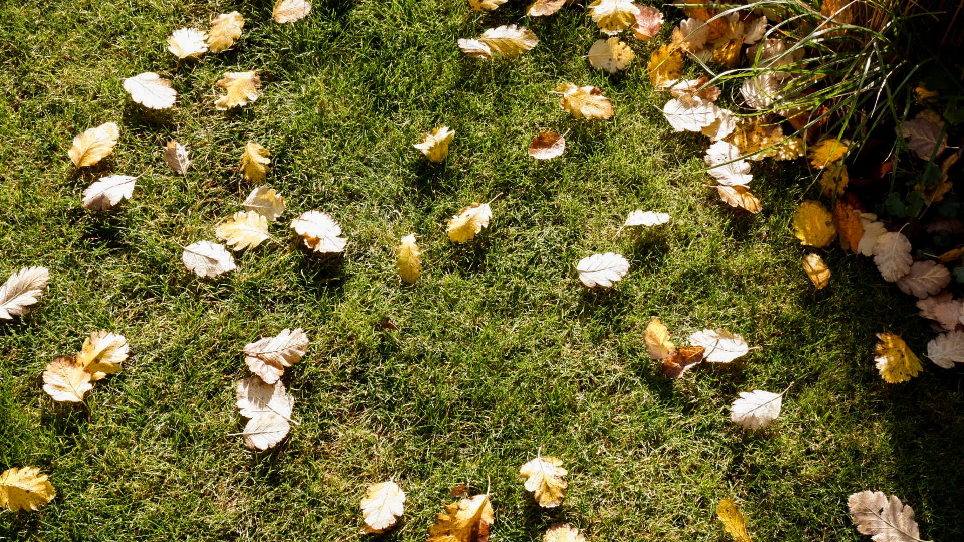 Hiking in Upper Palatinate: Active in nature Yellow autumn leaves on green grass in sunlight
