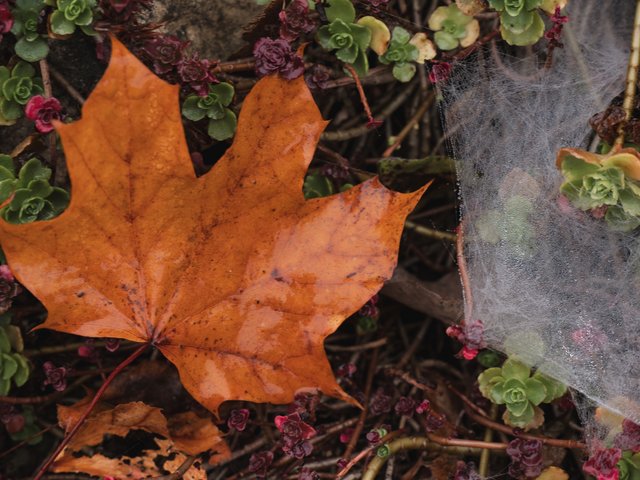 Romantik Hotel Hirschen: Bildergalerie Oranger Ahornblatt auf Moos und Spinnennetz mit Tau