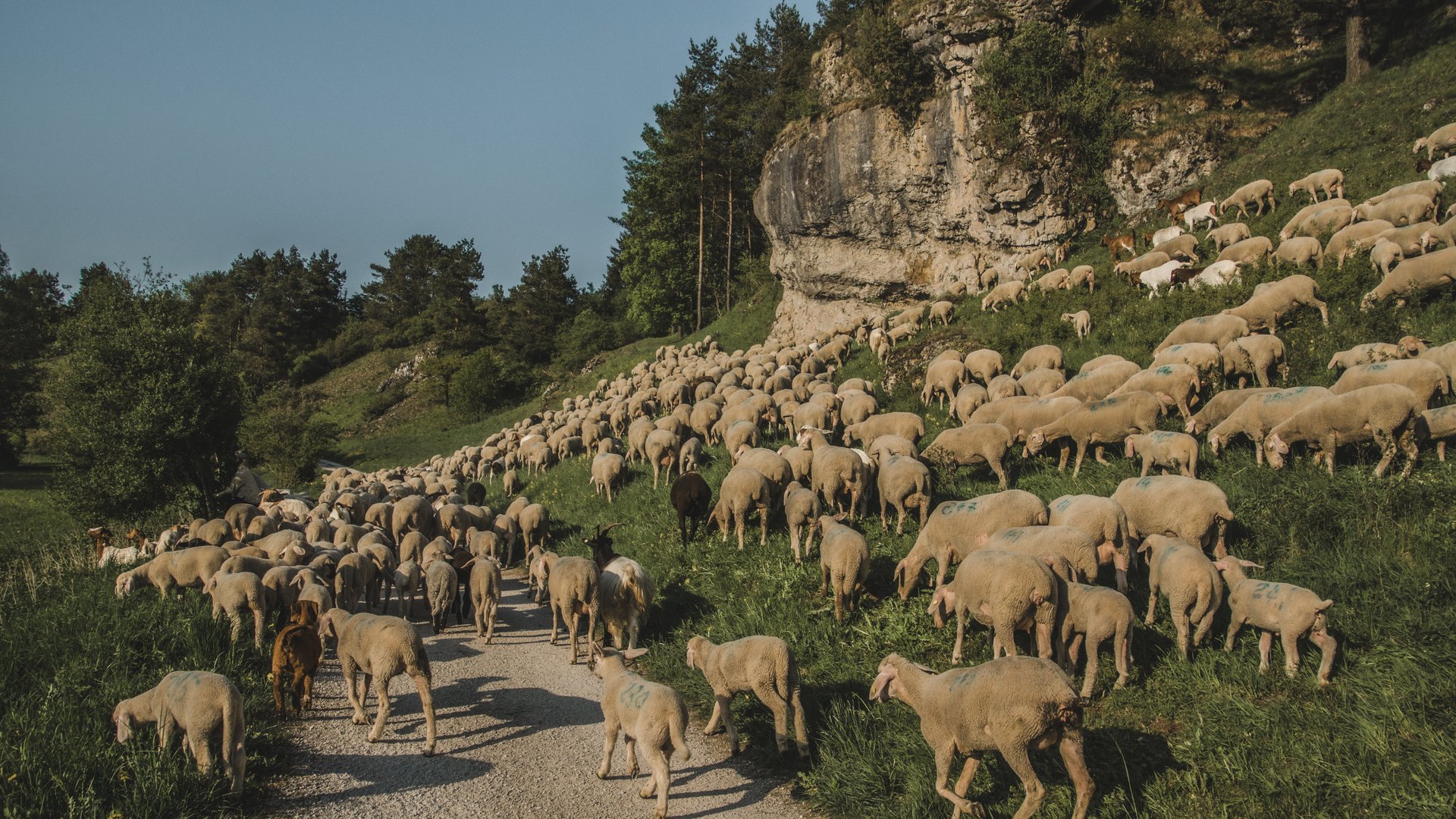 Wandern in der Oberpfalz: Aktiv in der Natur Eine große Herde Schafe wandert auf einem Weg neben einer Felswand und Bäumen