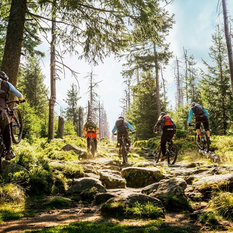 Hotel mit Fahrradverleih in Bayern gesucht? Fünf Mountainbiker fahren auf felsigem Waldweg bei sonnigem Wetter