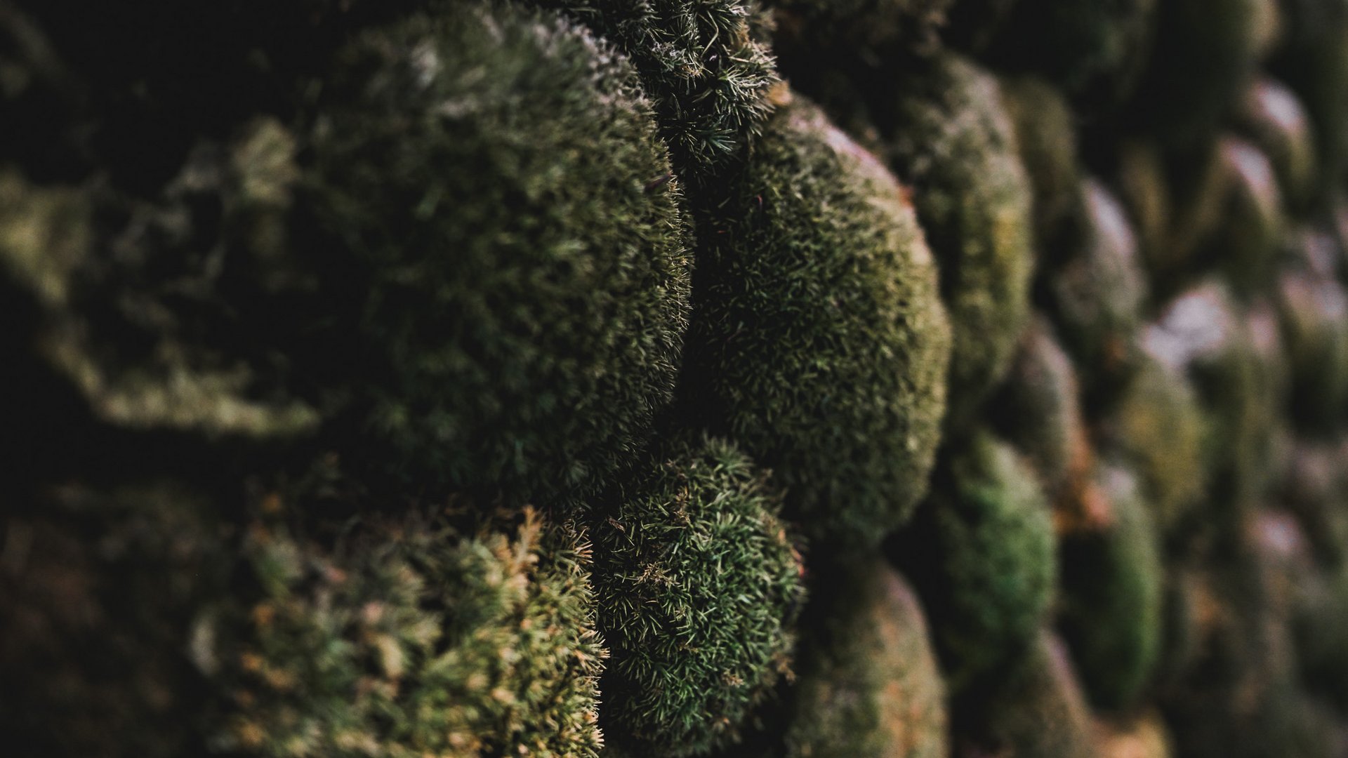 Wellness Close-up of moss-covered stones in low light