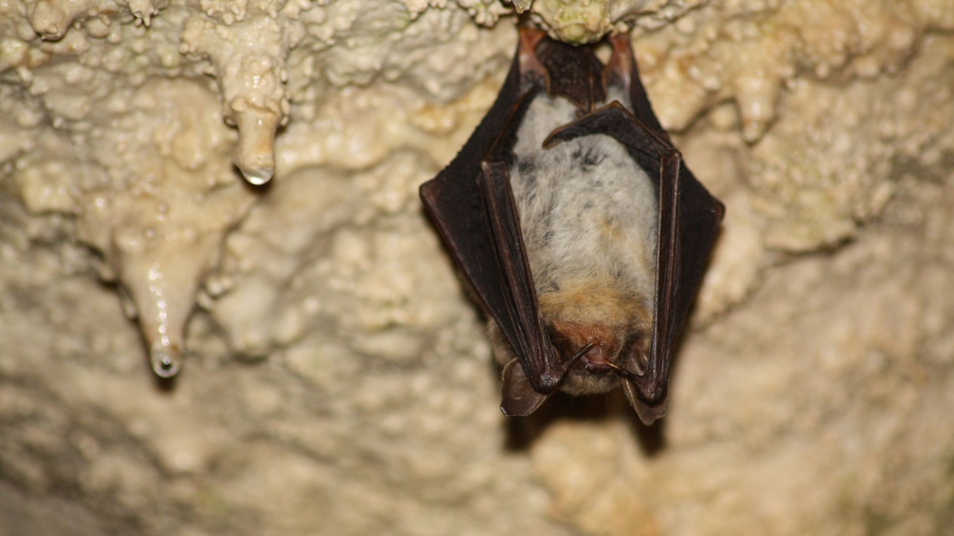 Hiking in Upper Palatinate: Active in nature Bat hanging upside down from a stalactite cave ceiling