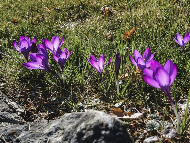 Romantik Hotel Hirschen: Bildergalerie Lila Krokusse wachsen auf einer sonnigen Wiese mit Gras und Steinen