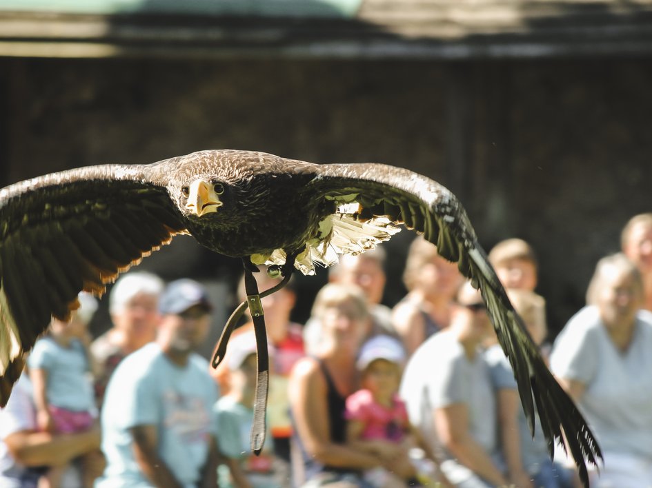 Wandern in der Oberpfalz: Aktiv in der Natur Adler im Flug vor einer Gruppe von Zuschauern bei einer Flugshow