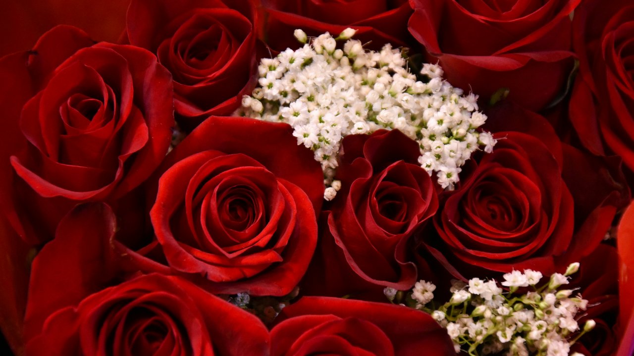 Nahaufnahme eines Blumenstraußes mit roten Rosen und weißen Schleierkraut