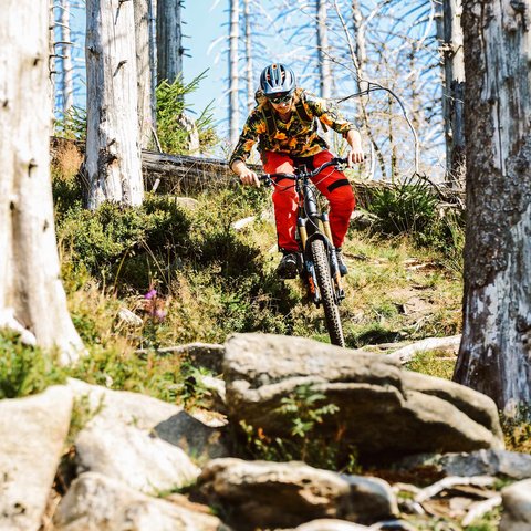 Hotel mit Fahrradverleih in Bayern gesucht? Mountainbiker fährt auf felsigem Waldweg mit abgestorbenen Bäumen und Blauem Himmel