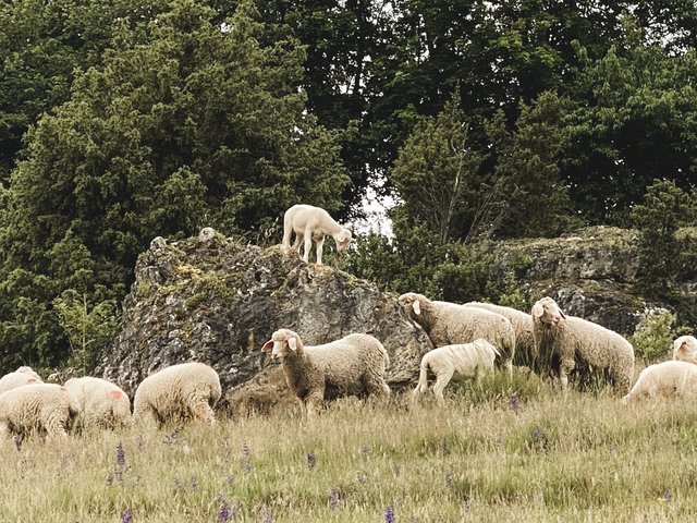 Romantik Hotel Hirschen: Bildergalerie Schafe grasen auf einer Wiese mit einem Schaf auf einem Felsen vor Bäumen
